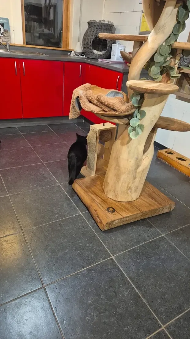 Een klimboom gemaakt van echte takken