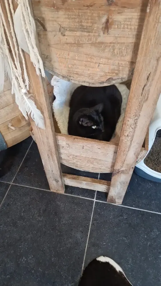 Een zwarte kat in een houten hutje van de klimtoren