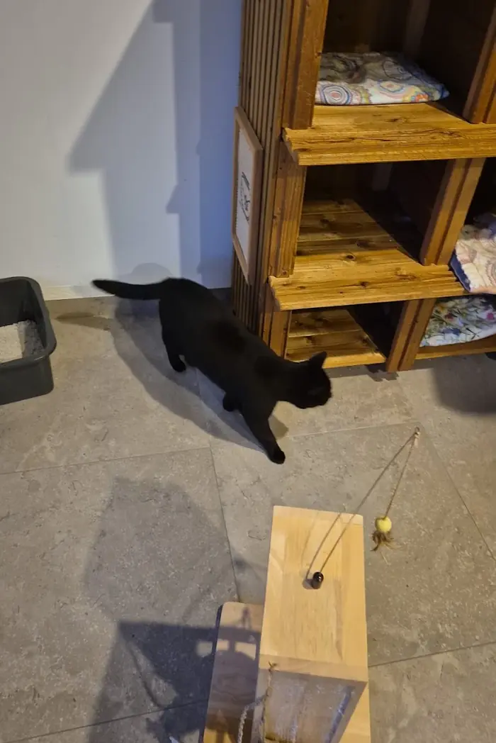 Zwarte kat loopt langs een houten kast met slaapplekken en kussentjes