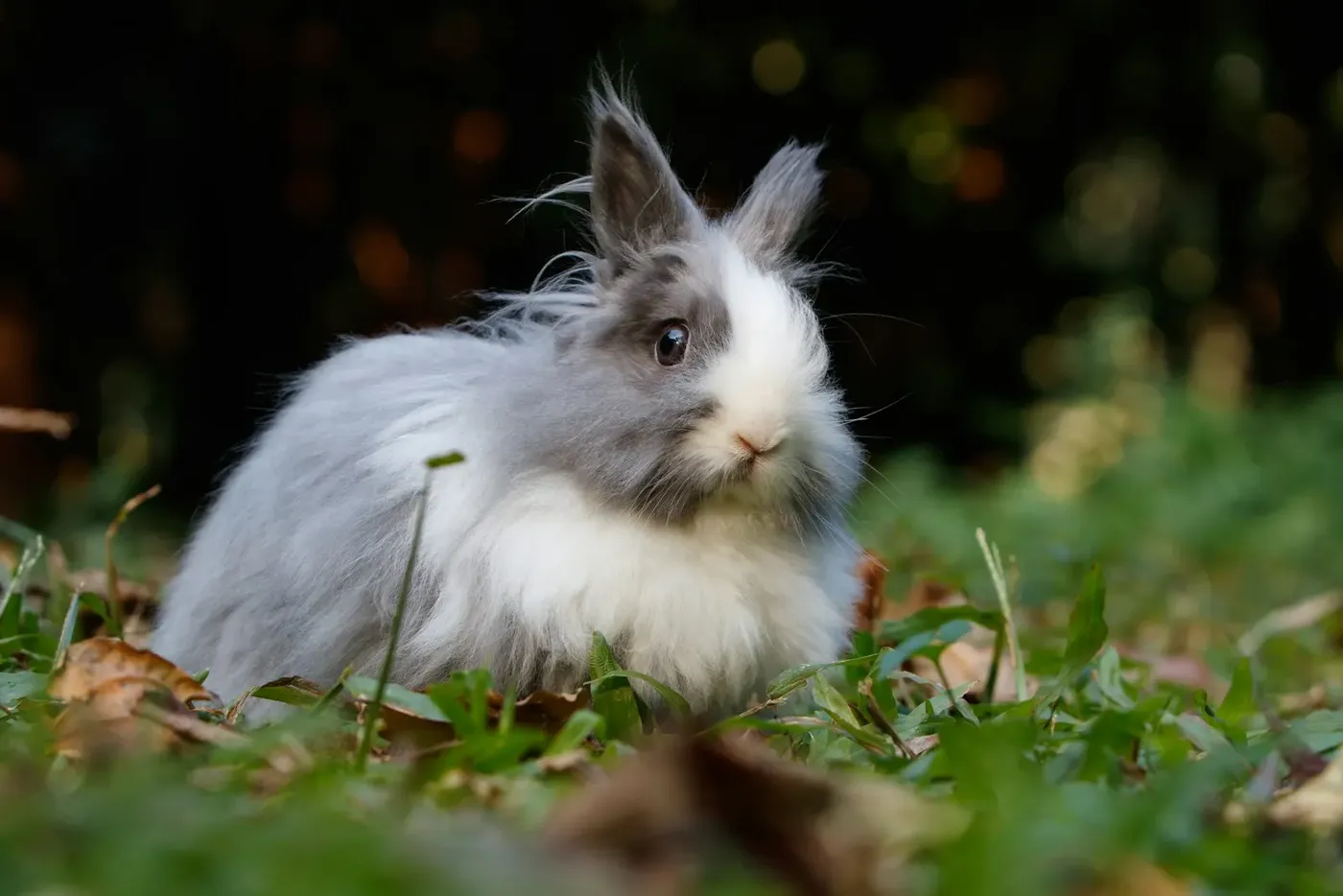 Een langharig konijn in het gras