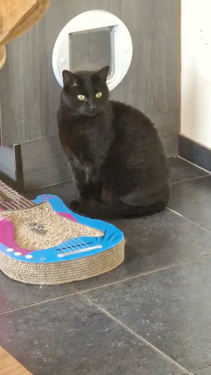 Een zwarte kat zit voor het kattenluikje
