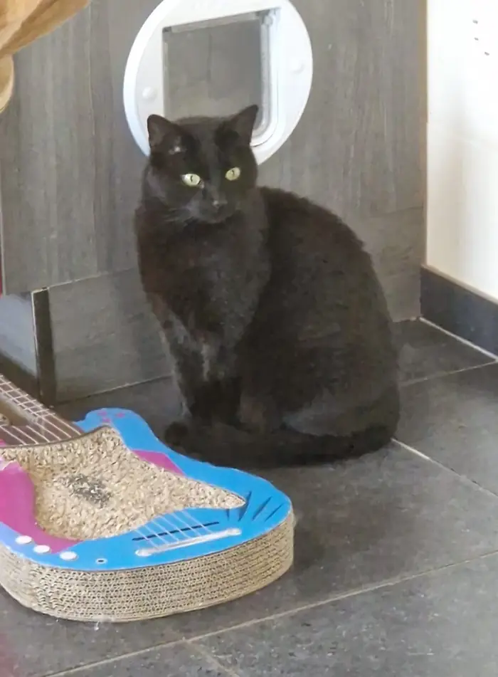 Zwarte kat zit naast een kattenluik, met een krabkarton in de vorm van een gitaar ervoor