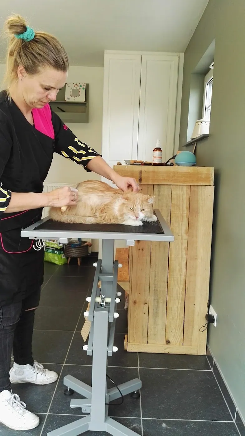 Margreth kamt een rosse kat op de trimtafel