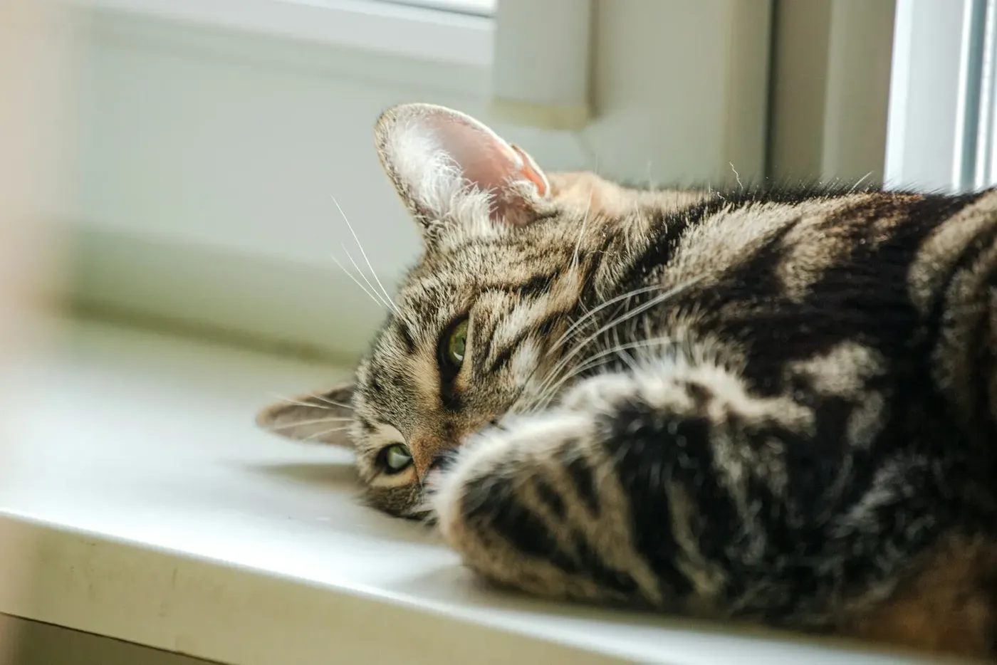 Een gestreepte kat ligt te slapen op de vensterbank