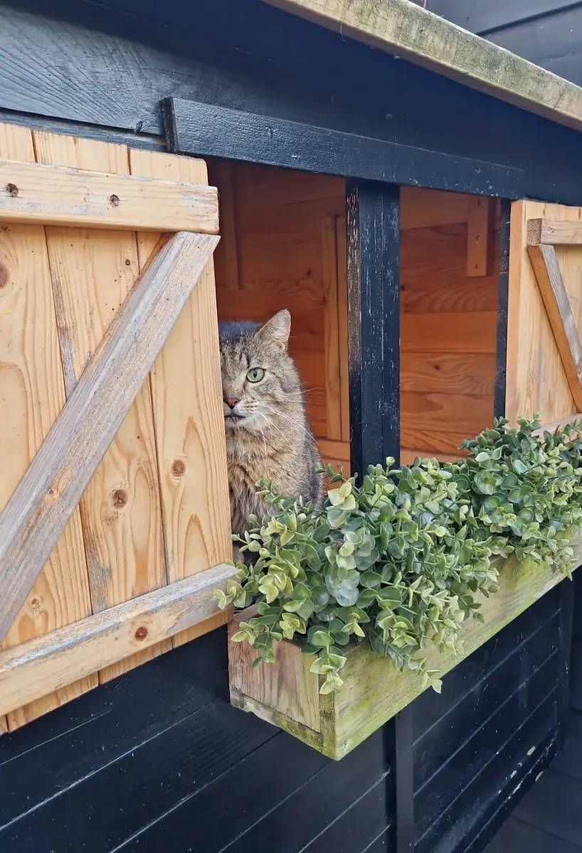 Een kat kijkt door het houten raampje van het kattenhotel, met plantjes op de vensterbank