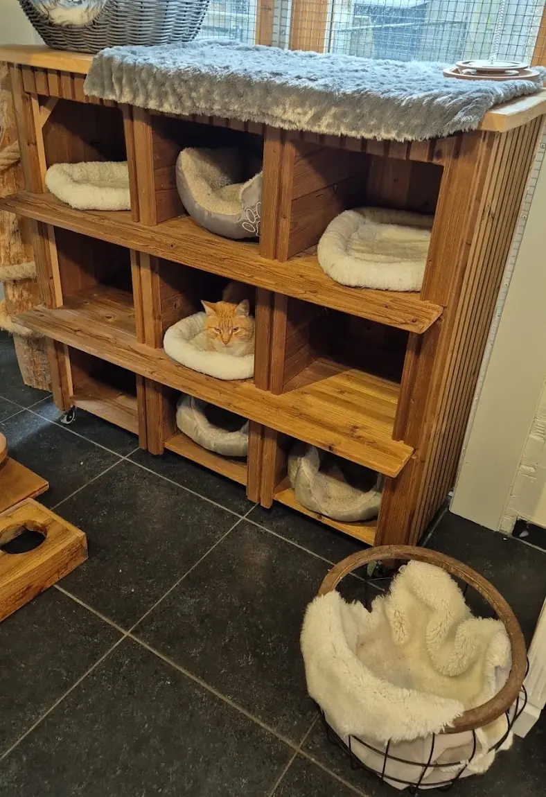 Rosse kat ligt in een slaapvakje van de houten kast