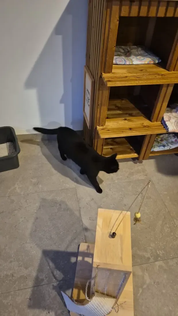 Een zwarte kat speelt met een speeltje