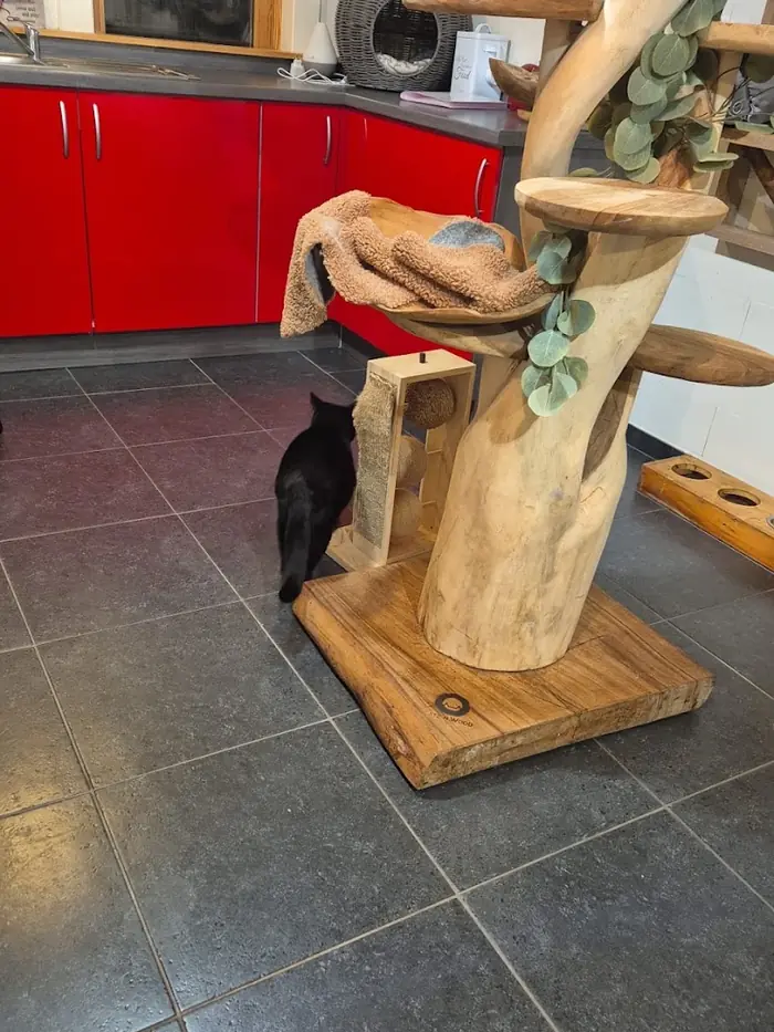 Klimboom van een echte stam met een zachte mand, een zwarte kat snuffelt eronder