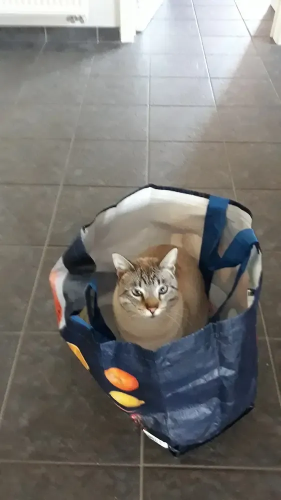 Een gestreepte kat zit in een boodschappentas