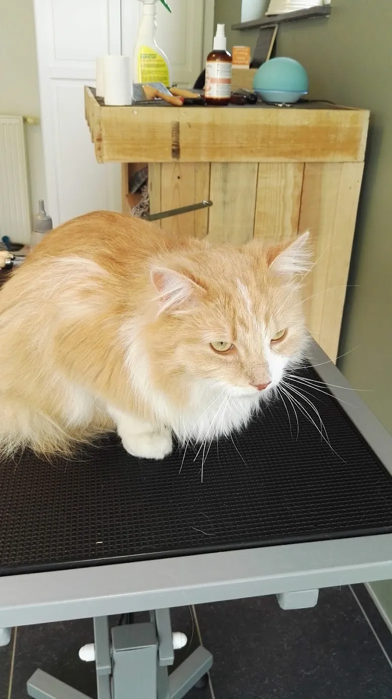 Een rosse langharige kat op de trimtafel
