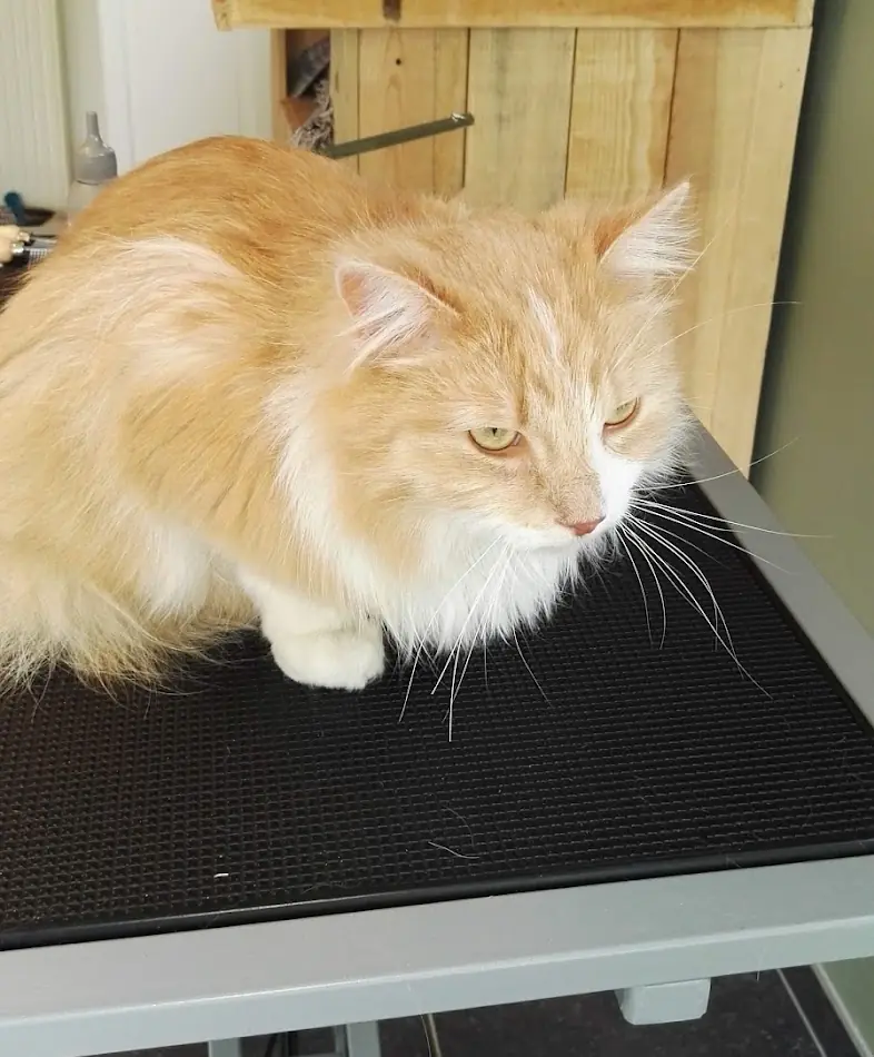 Een rosse langharige kat ligt op de zwarte trimtafel