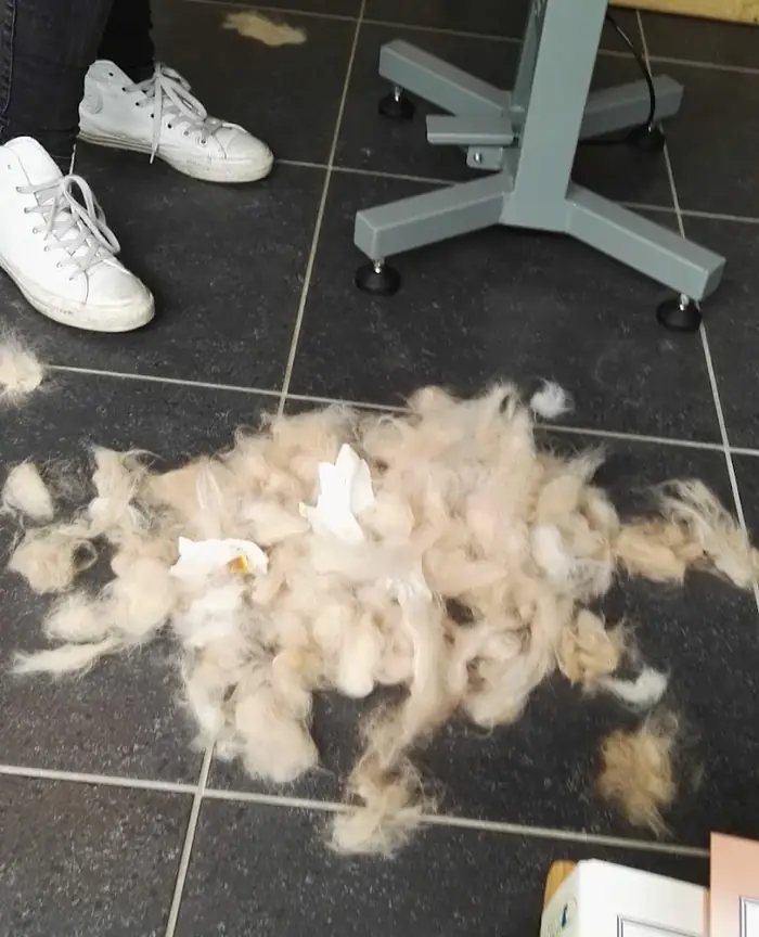 Een hoop uitgekamde lichte kattenvacht op de vloer onder de trimtafel