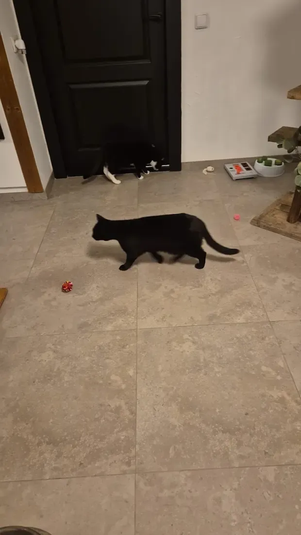 Een zwarte kat loopt door de leefruimte