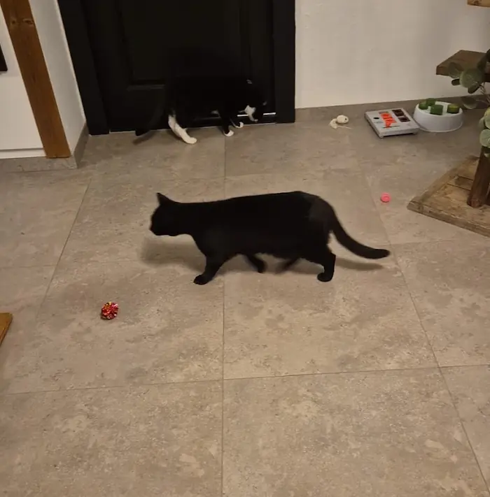 Een zwarte kat wandelt over de tegelvloer, achteraan loopt een zwart-witte kat bij de deur
